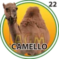 2024-09-07 17:00 22 Camello