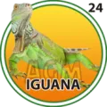 2024-09-07 12:30 24 Iguana