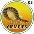 2024-09-07 13:00 3 Ciempiés