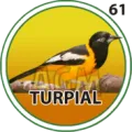 2024-09-07 17:30 61 Turpial