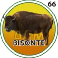 2024-09-07 11:30 66 Bisonte