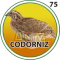 2024-09-07 16:30 75 Codorniz